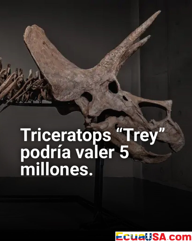¡Subasta millonaria del Triceratops ‘Trey’! El colosal dinosaurio de Wyoming de 66 millones de años podría alcanzar 5 millones de dólares