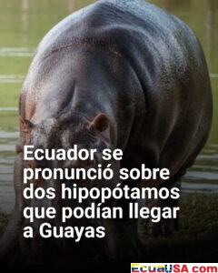 Ecuador frena llegada de hipopótamos: autoridades alertan sobre graves riesgos ecológicos