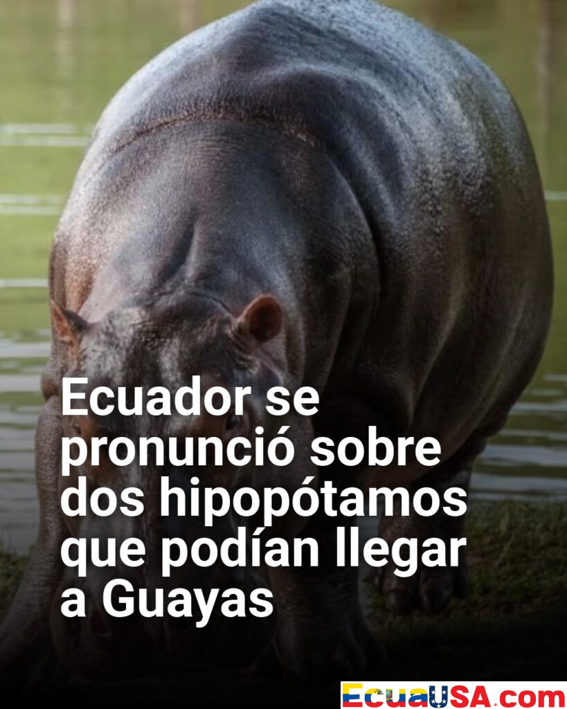 Ecuador frena llegada de hipopótamos: autoridades alertan sobre graves riesgos ecológicos