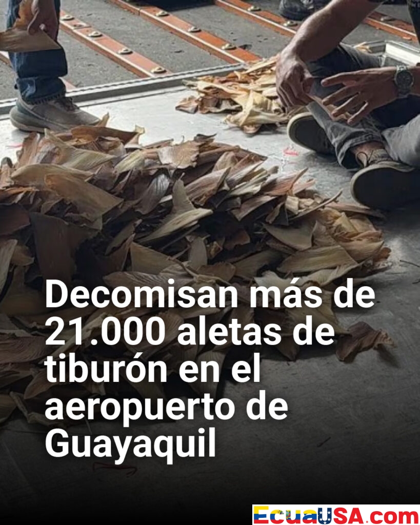 Golpe al tráfico ilegal: incautan más de 21.000 aletas de tiburón en el aeropuerto de Guayaquil