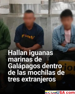 Tráfico de fauna en Ecuador: hallan iguanas marinas de Galápagos ocultas en mochilas de extranjeros en Guayaquil