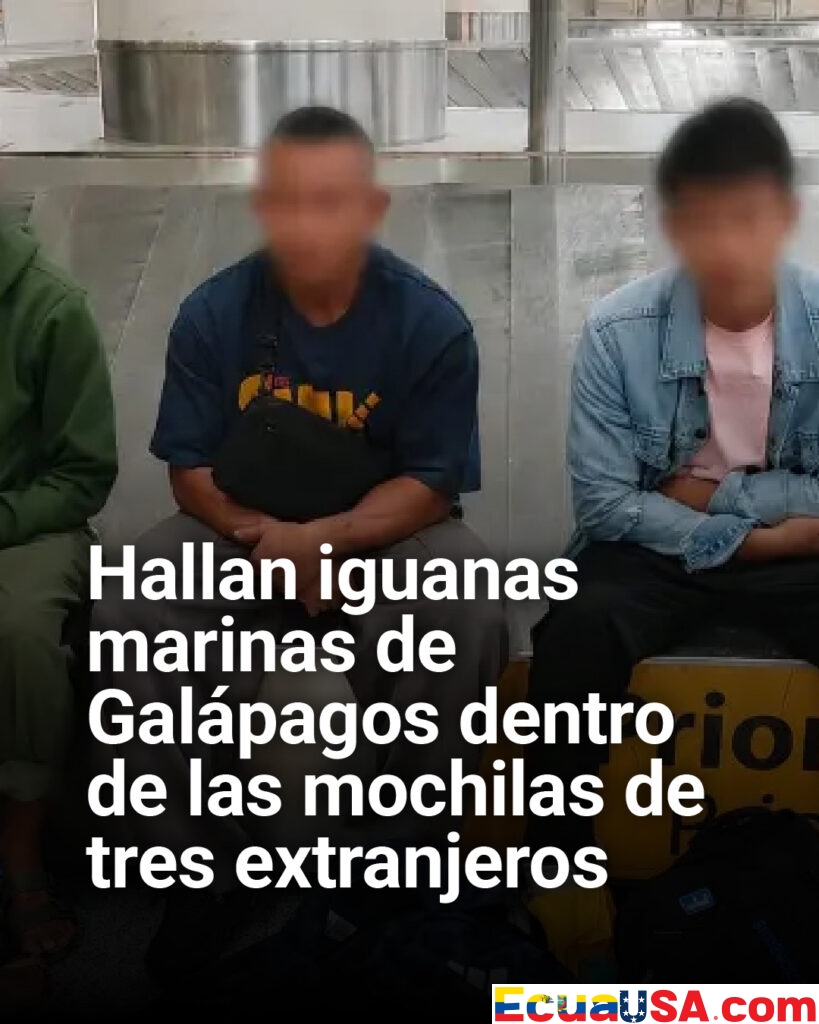 Tráfico de fauna en Ecuador: hallan iguanas marinas de Galápagos ocultas en mochilas de extranjeros en Guayaquil