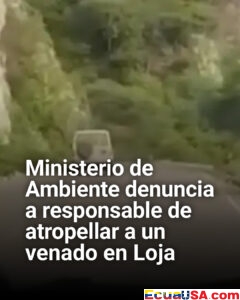 Indignación en Loja: Ministerio del Ambiente denuncia a conductor por atropellar intencionalmente a un venado