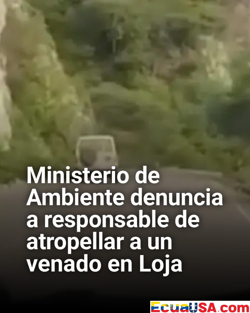 Indignación en Loja: Ministerio del Ambiente denuncia a conductor por atropellar intencionalmente a un venado
