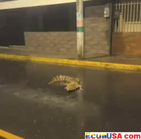 Un caimán apareció caminando por una avenida de Portoviejo durante las lluvias del lunes — y los vecinos lo filmaron con el celular